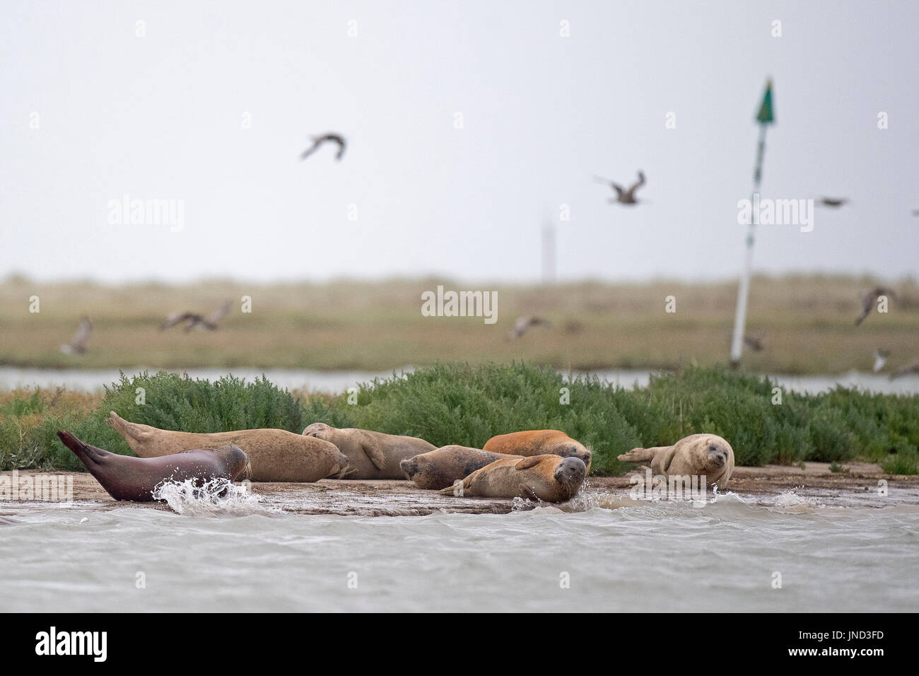 Seals line the banks of the River Stour in Pegwell Bay, Kent, as marine biologists from ZSL (Zoological Society of London) undertake the fifth annual seal survey in the Thames Estuary. Stock Photo