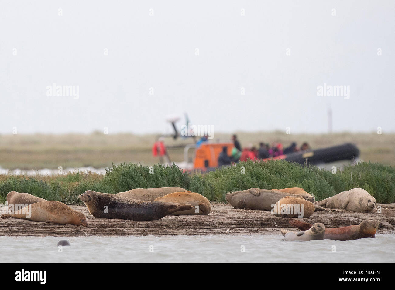 Seals line the banks of the River Stour in Pegwell Bay, Kent, as marine biologists from ZSL (Zoological Society of London) undertake the fifth annual seal survey in the Thames Estuary. Stock Photo