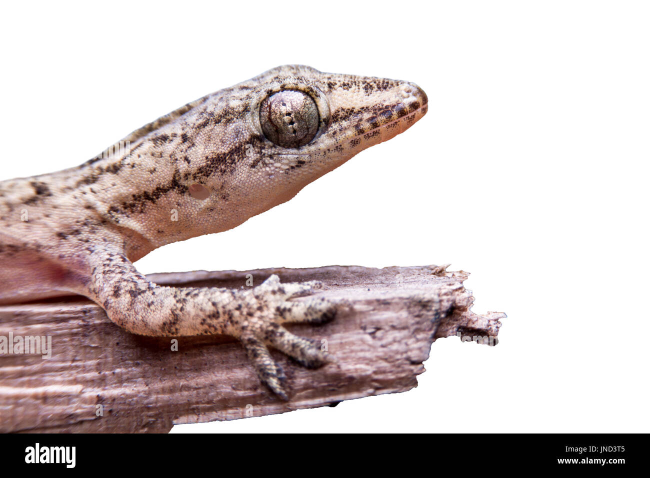 Gecko lizard isolated on white Stock Photo