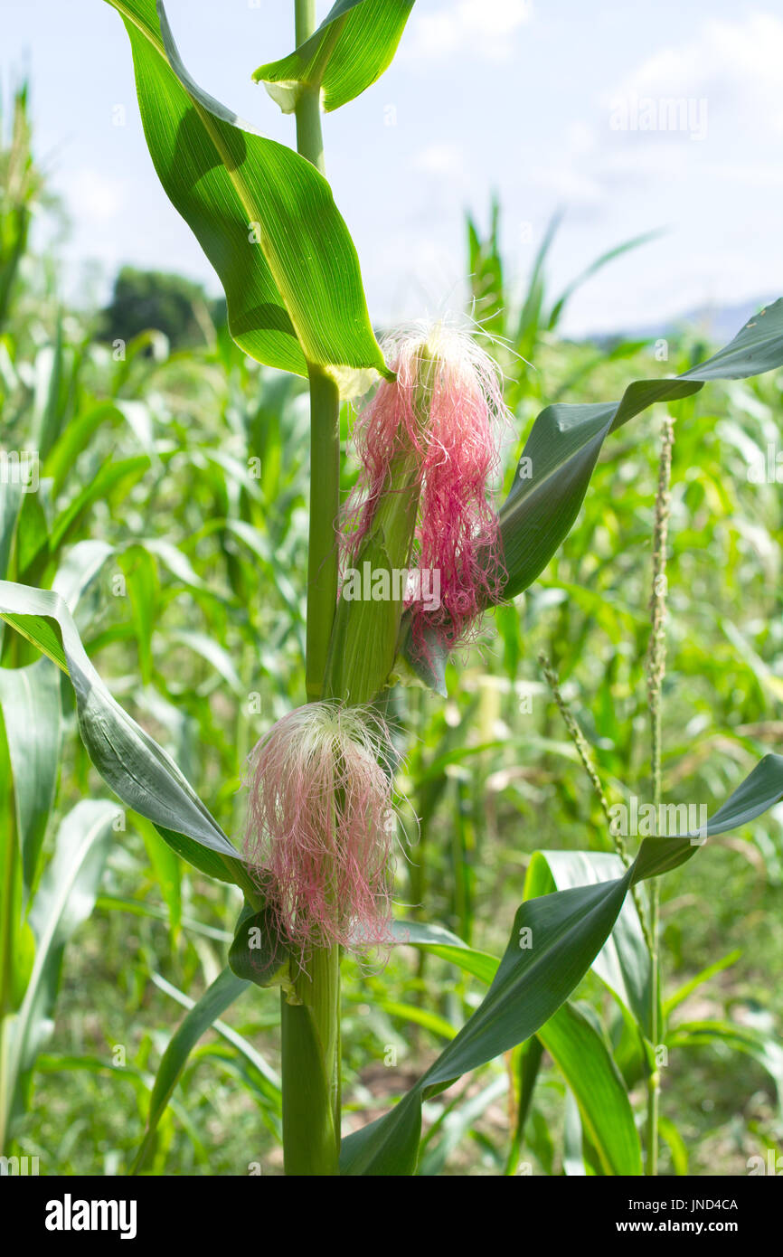 green corn field red pollen Stock Photo Alamy