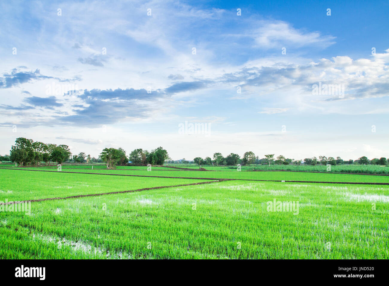 Green field Blue sky And beautiful clouds Stock Photo - Alamy
