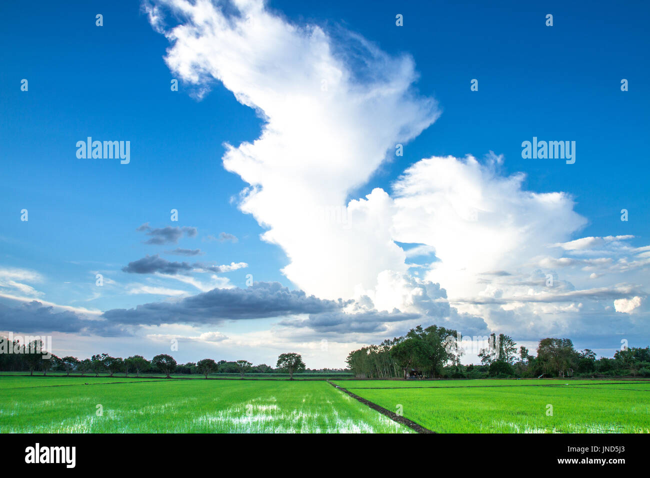 Green field Blue sky And beautiful clouds Stock Photo - Alamy