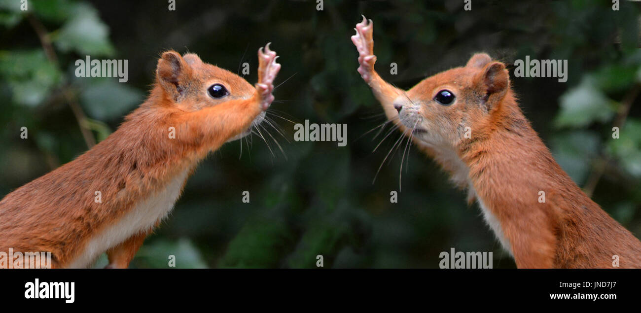 Red Squirrel (Sciurus vulgaris) High five (composite image of two squirrels taken within seconds of each other) Stock Photo