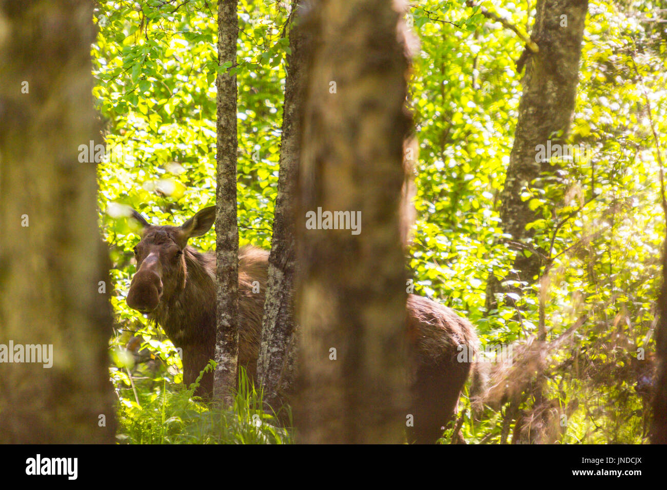 Moose in a forest, Homer, Alaska, USA Stock Photo