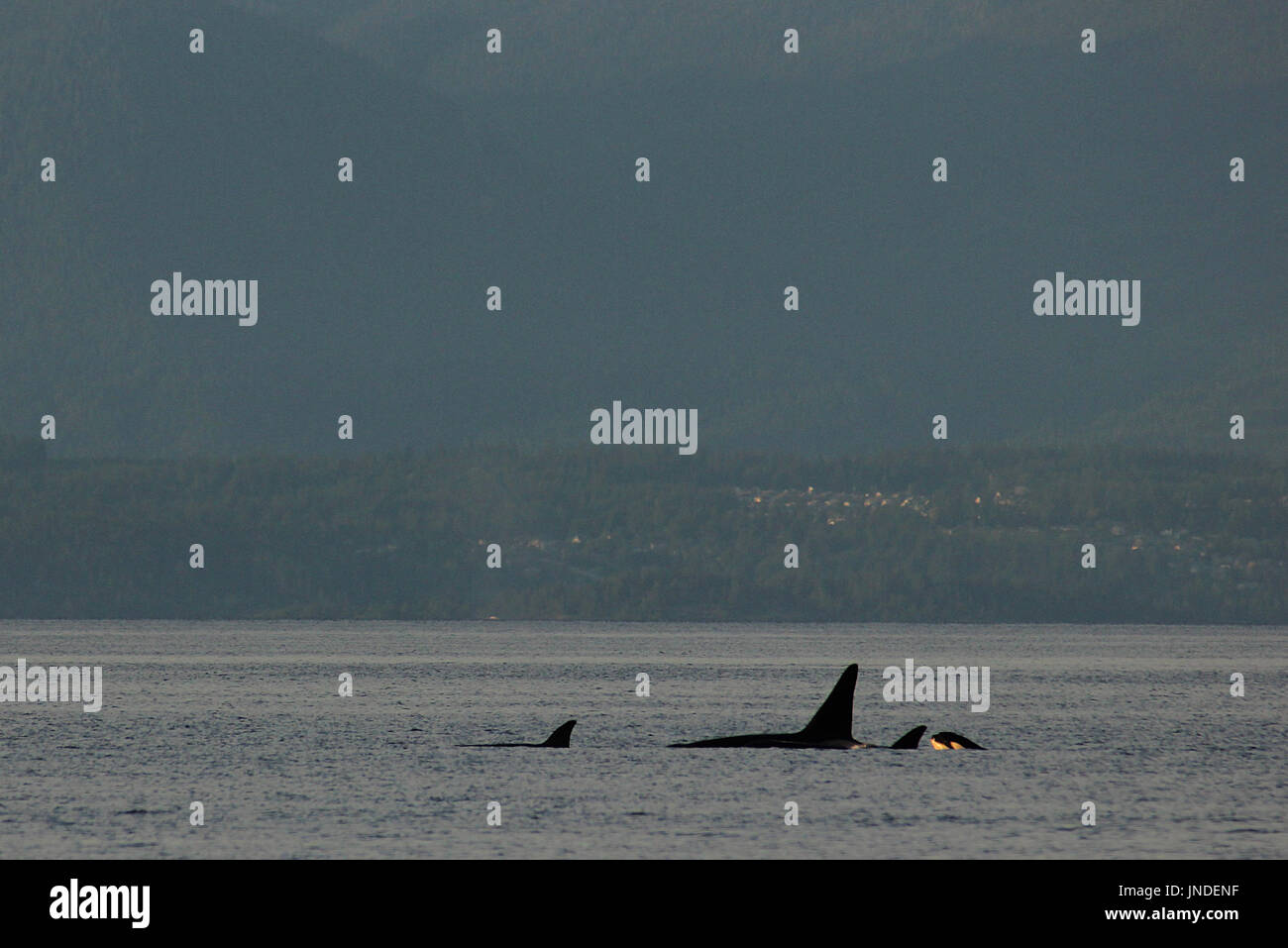 A family of transient Orca killer whales swimming past Nanaimo in British Columbia, Canada Stock Photo