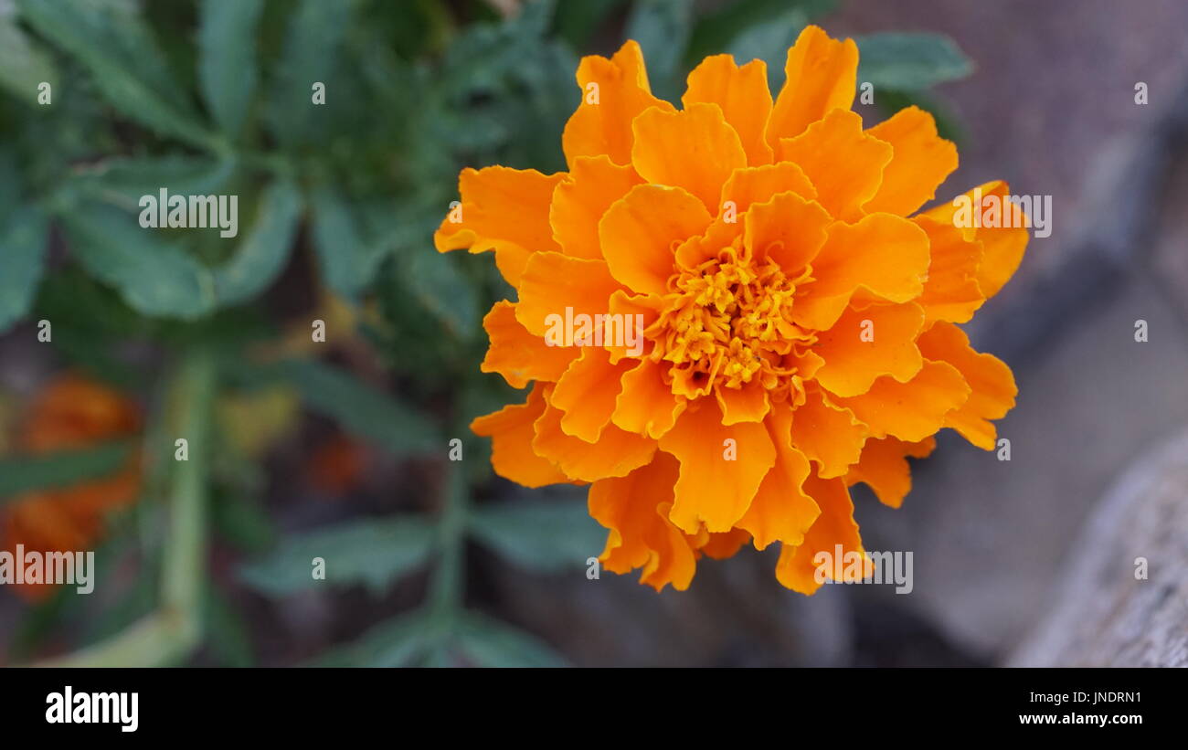 orange carnation Stock Photo Alamy