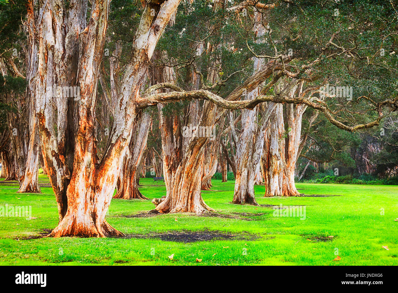Australian paperbark tree hires stock photography and images Alamy