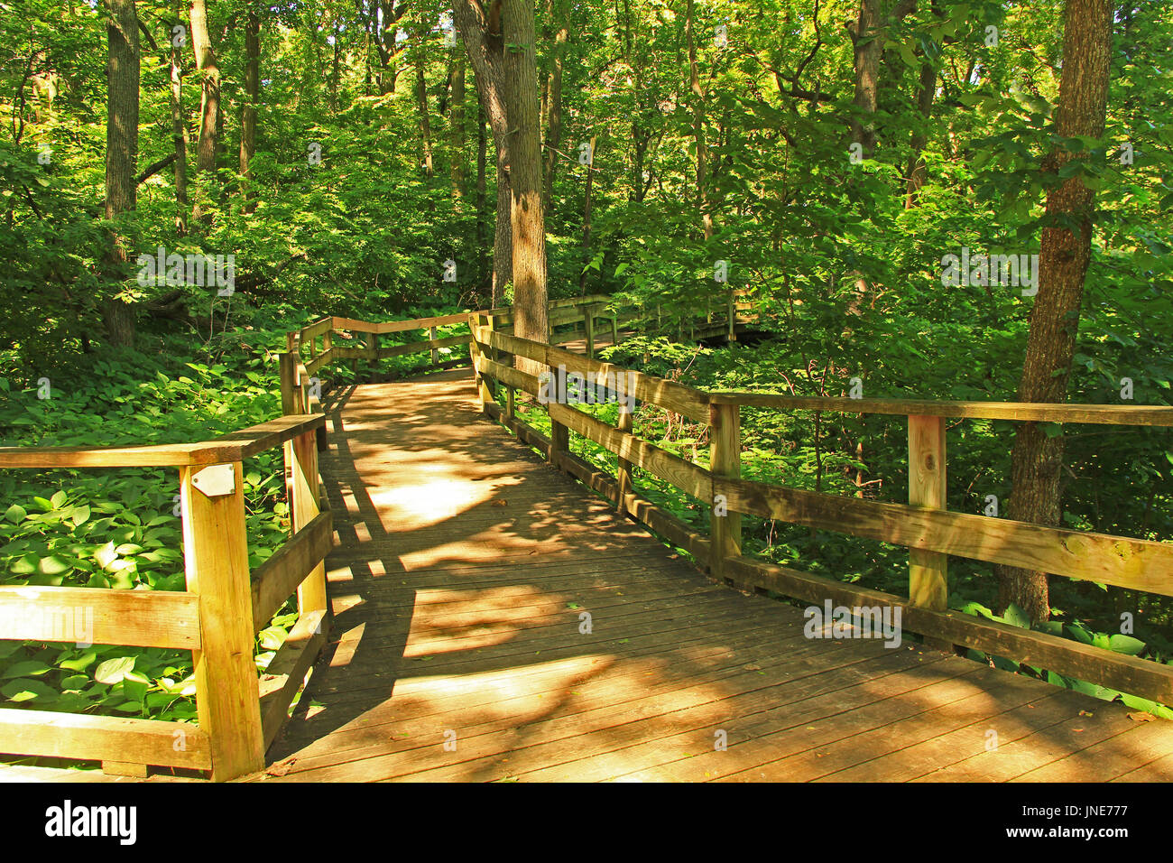 Muddy Missouri river seen from a walking trail, through the lush wooded