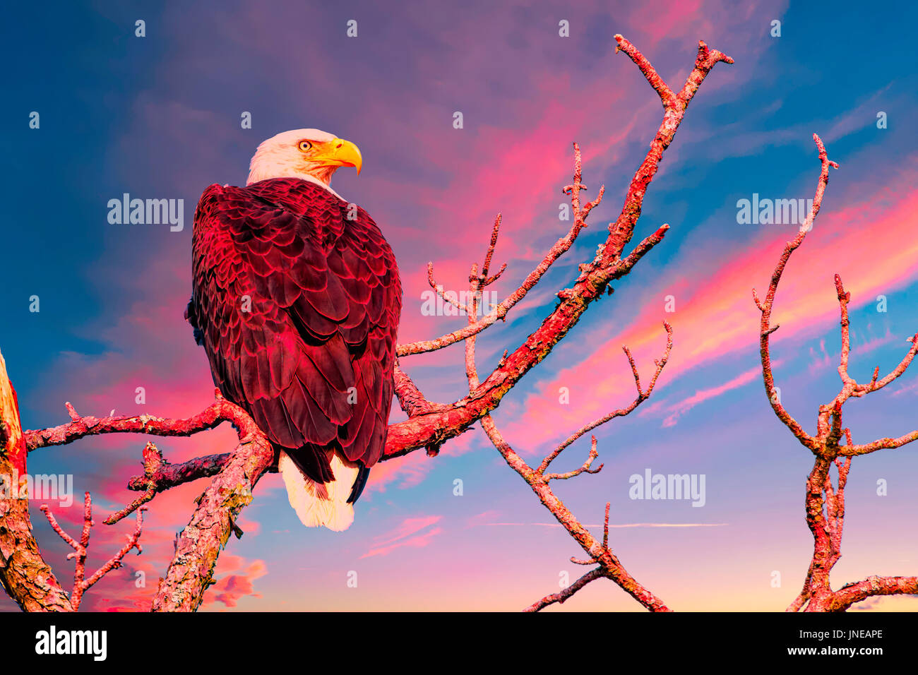 American bald eagle at sunrise hires stock photography and images Alamy