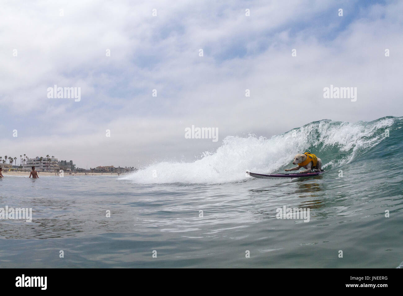 Imperial Beach, CA, US. 29th July, 2017. Surfdog returns to Imperial Beach for the twelfth year.Sugar surfing. Credit: Daren Fentiman/ZUMA Wire/Alamy Live News Stock Photo