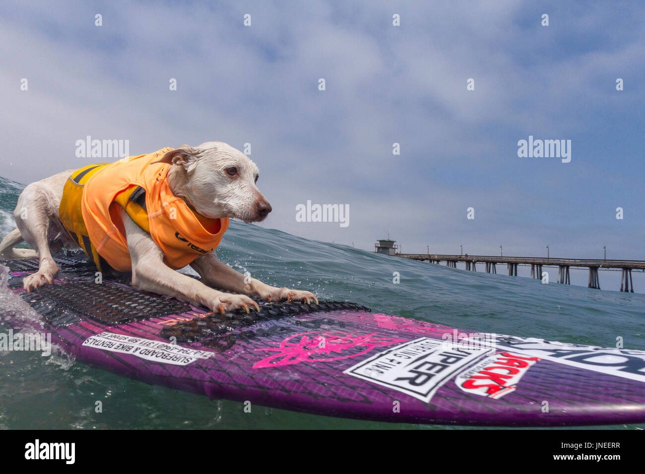 Imperial Beach, CA, US. 29th July, 2017. Surfdog returns to Imperial Beach for the twelfth year.Sugar surfing. Credit: Daren Fentiman/ZUMA Wire/Alamy Live News Stock Photo