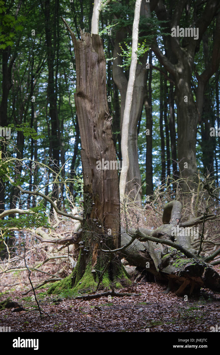 A dead beech tree, photographed near the 117 meter high chalk cliff formation 'Koenigsstuhl' (lit. 'King's Chair') in the national park Jasmund near Sassnitz on Ruegen island, Gemrany, 27 July 2017. Thousands of rangers protect plants and animals in the natural reserves all over the world. Campaigning for the correct way to treat nature is one of the most important tasks. The best way to do so is to educate people when they're still young. Photo: Stefan Sauer/dpa Stock Photo