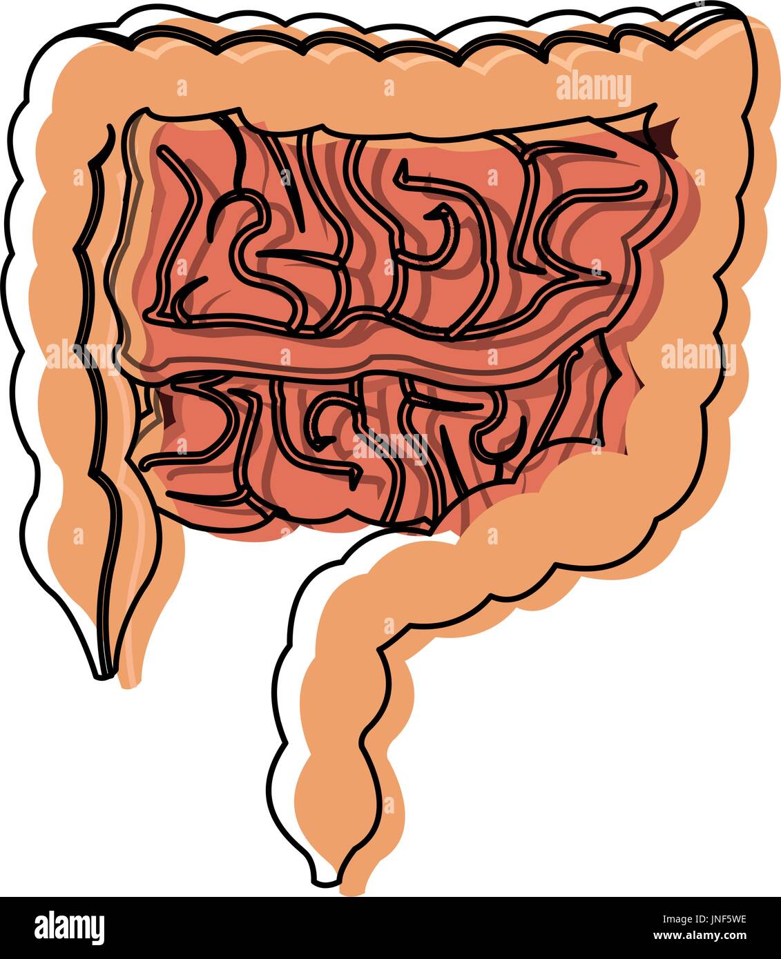 Human intestines diagram Stock Vector Images - Alamy