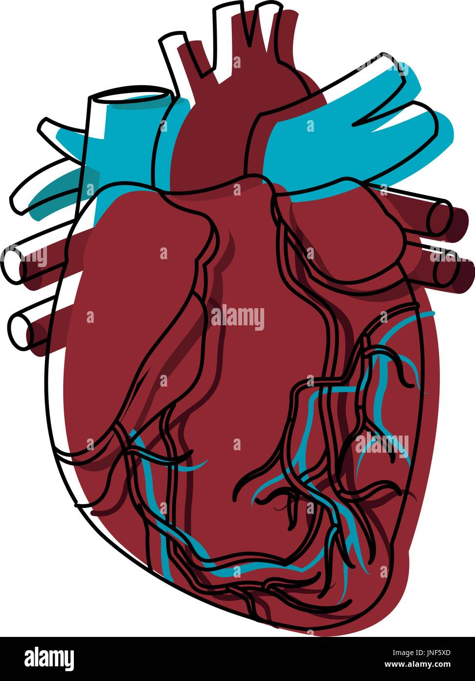 anatomy of the human heart medical healthcare Stock Vector Image & Art ...