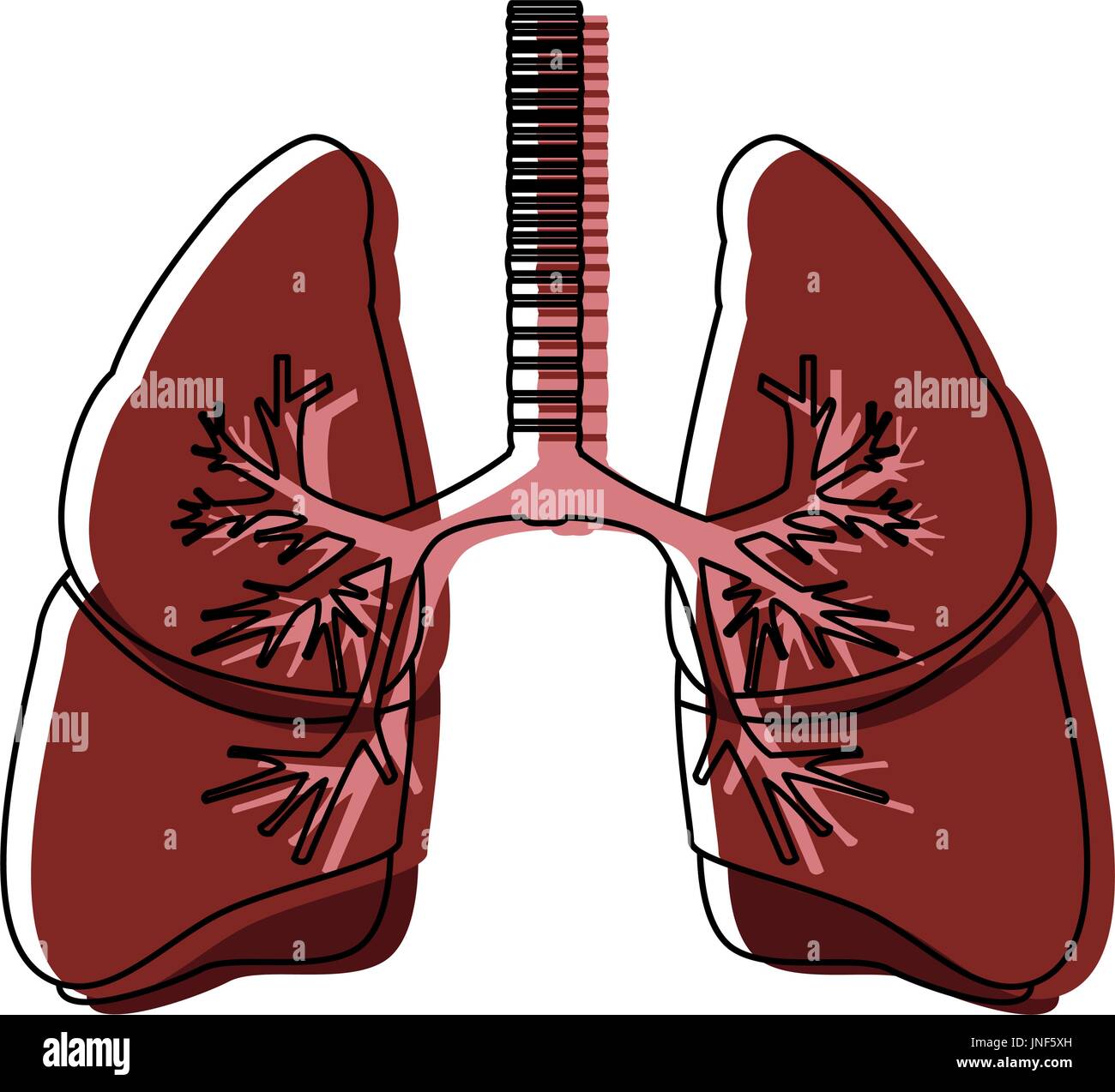 human lungs anatomy medical organ respiration Stock Vector