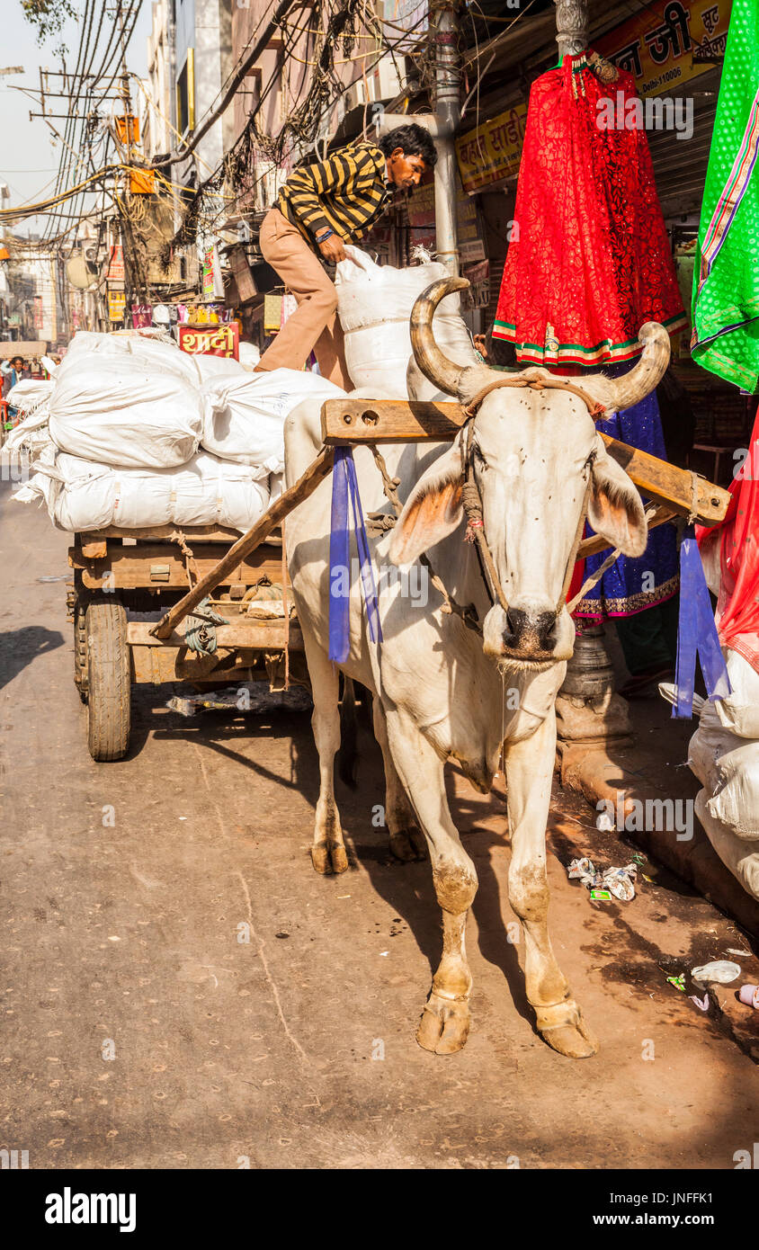 A man unloading his cart which is being pulled by a cow, Chandni Chowk, Old Delhi, India. Stock Photo
