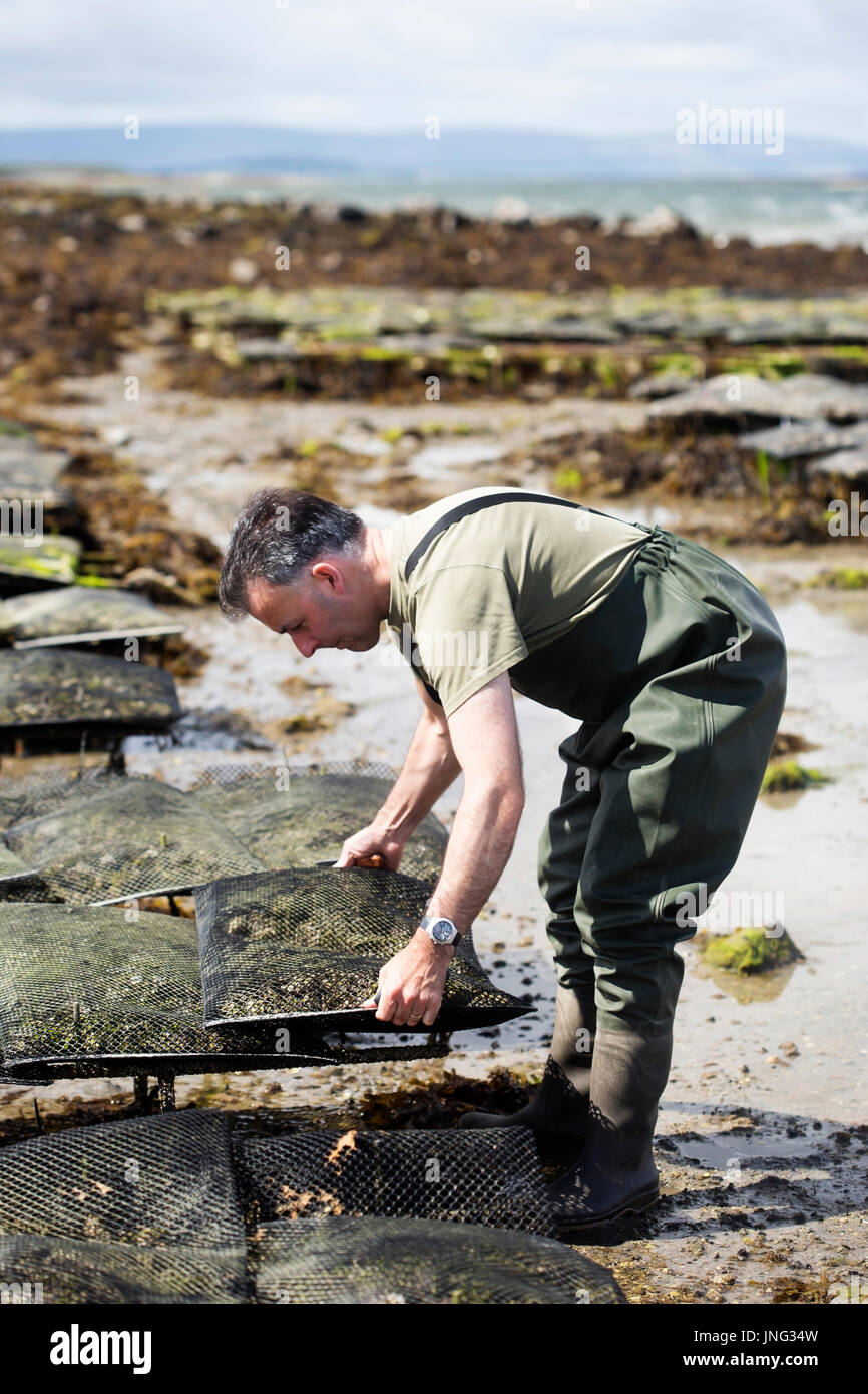 Worker carrying metal bag with oysters on oyster farm, Kilcolgan, co