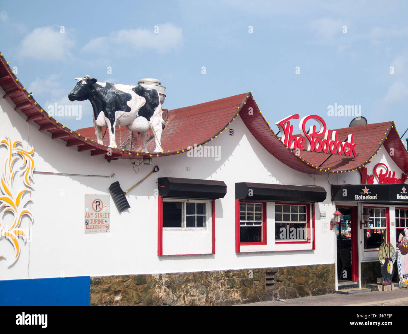 The Paddock Cow on the roof, West Indies Aruba Oranjestadt Bar Cafe Stock Photo