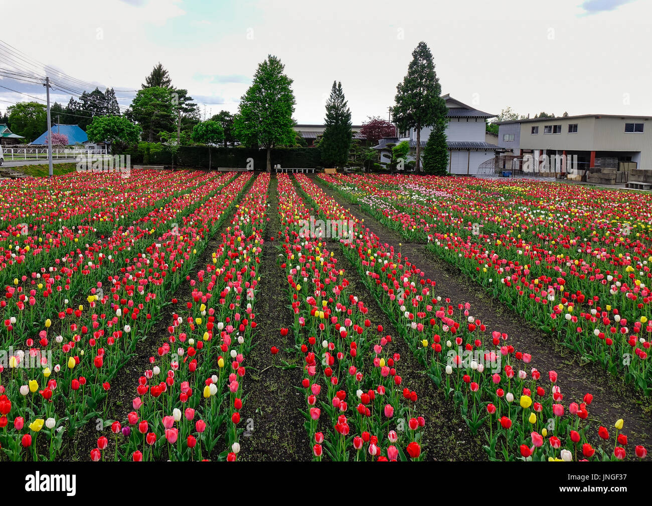 Tulip flowers at sunny day in Akita, Japan. Akita Prefecture (Akita-ken) is a prefecture of Japan located in the Tohoku region of northern Honshu. Stock Photo