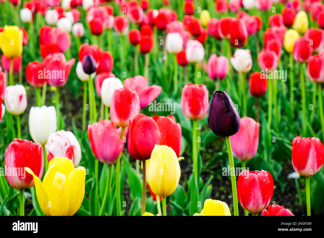 Close-up of tulip flowers at sunny day in Akita, Japan. Akita Prefecture (Akita-ken) is a prefecture of Japan located in the Tohoku region of northern Stock Photo
