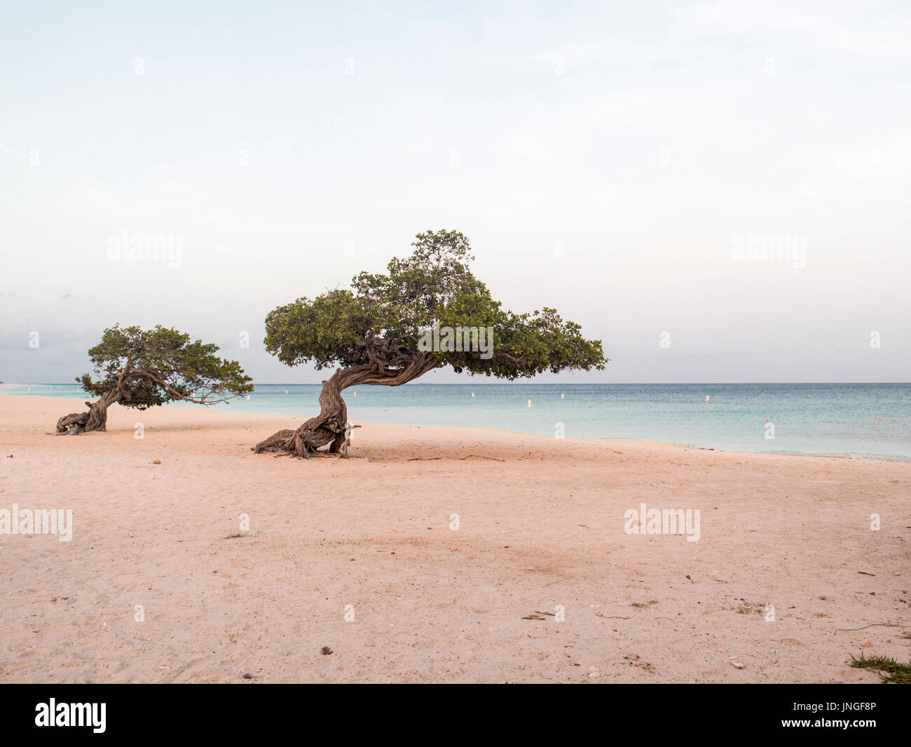 Divi Divi trees in early light Stock Photo