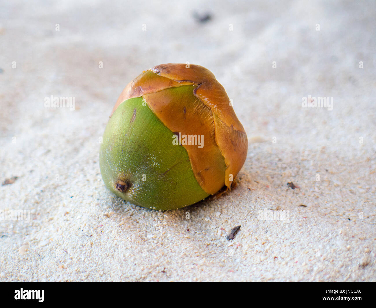 small coconut in sand Stock Photo