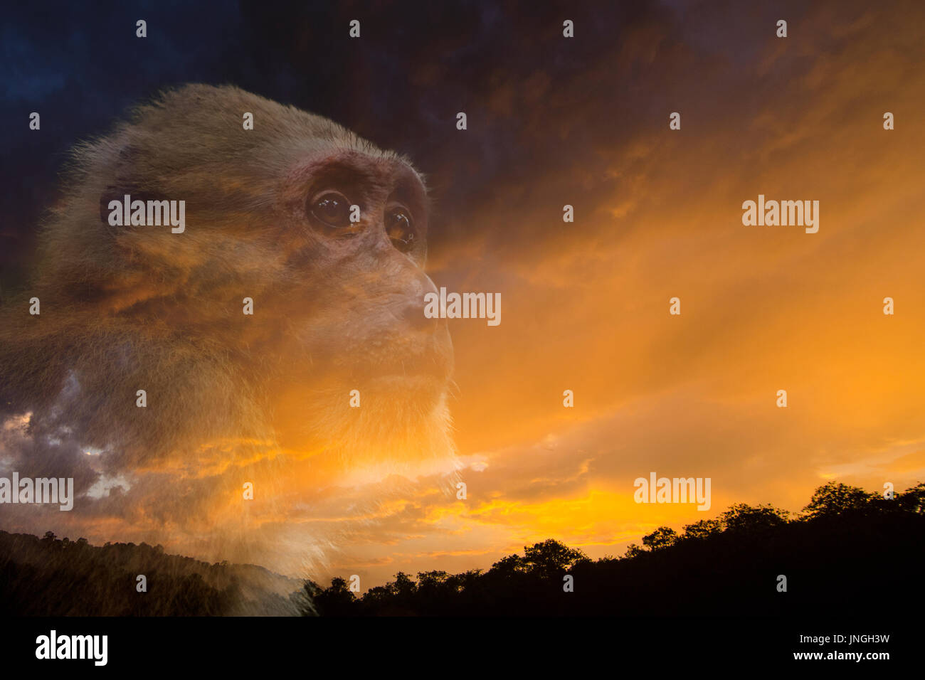 Double exposure wildlife hi-res stock photography and images - Alamy