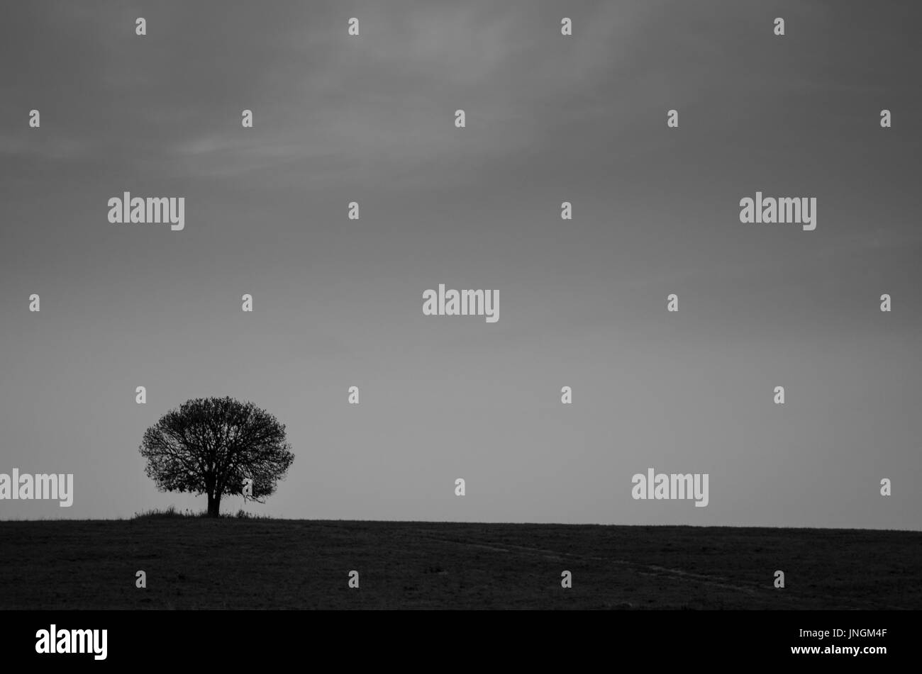 alone tree with morning Stock Photo - Alamy