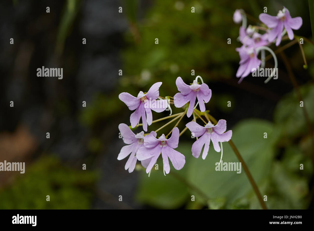 wild pink flowers on wet rocky areas in Kerala forest Stock Photo