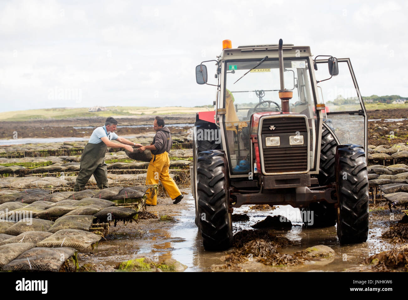 Oyster farm Kilcolgan, county Galway, July 2016. Tractor carrying
