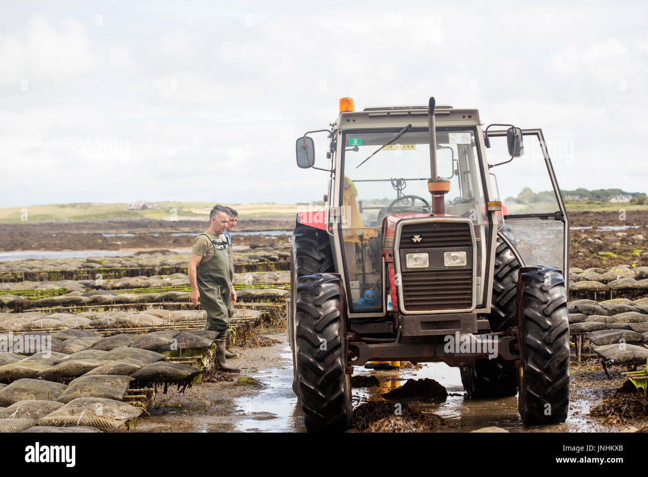 Oyster farm Kilcolgan, county Galway, July 2016. Tractor carrying