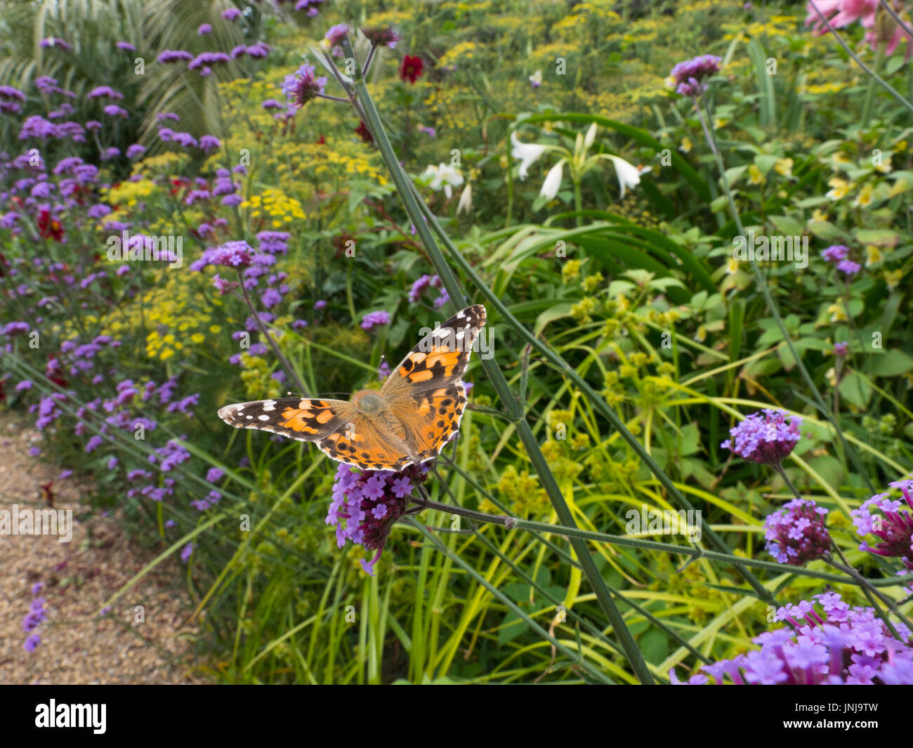 Painted Lady Butterfly on verbena bonariensis in garden setting Stock Photo