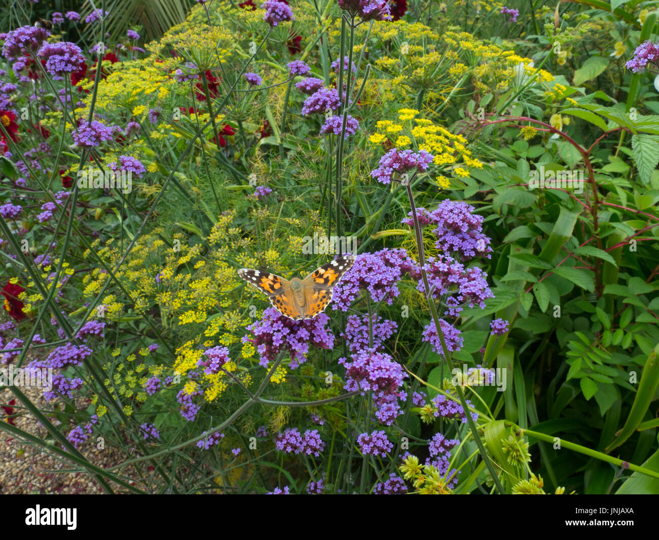 Painted Lady Butterfly on verbena bonariensis in garden setting Stock Photo