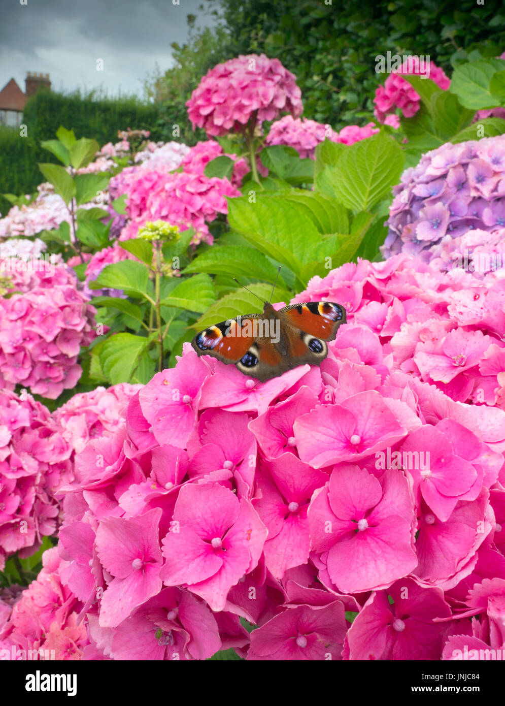 Peacock Butterflies Inachis io resting on pink hydrangeas Stock Photo