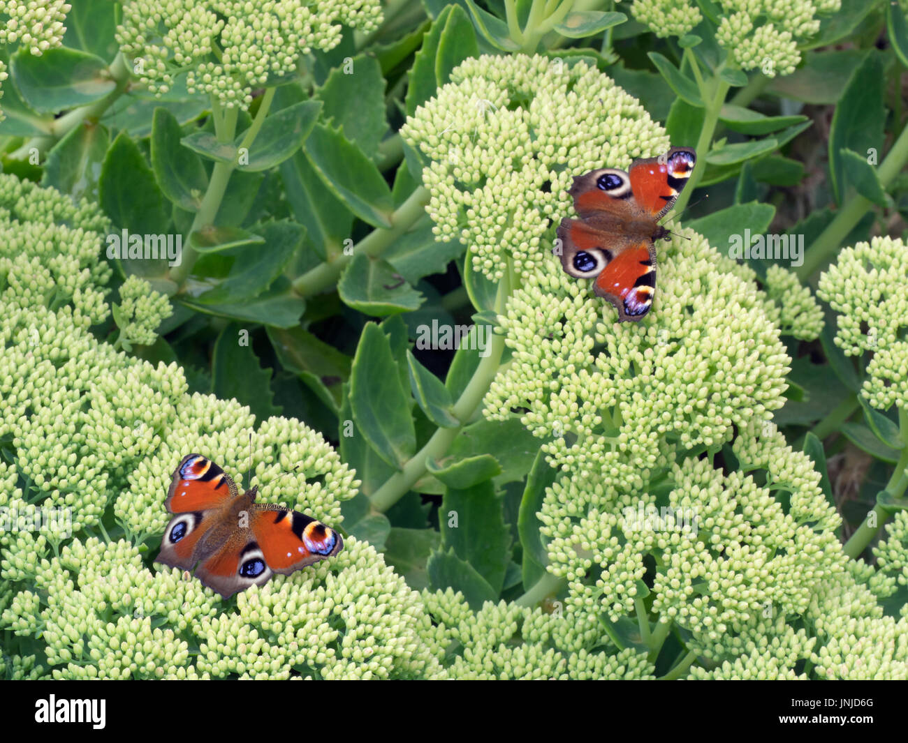 Two Peacock Butterflies Inachis io on garden ice plant Stock Photo