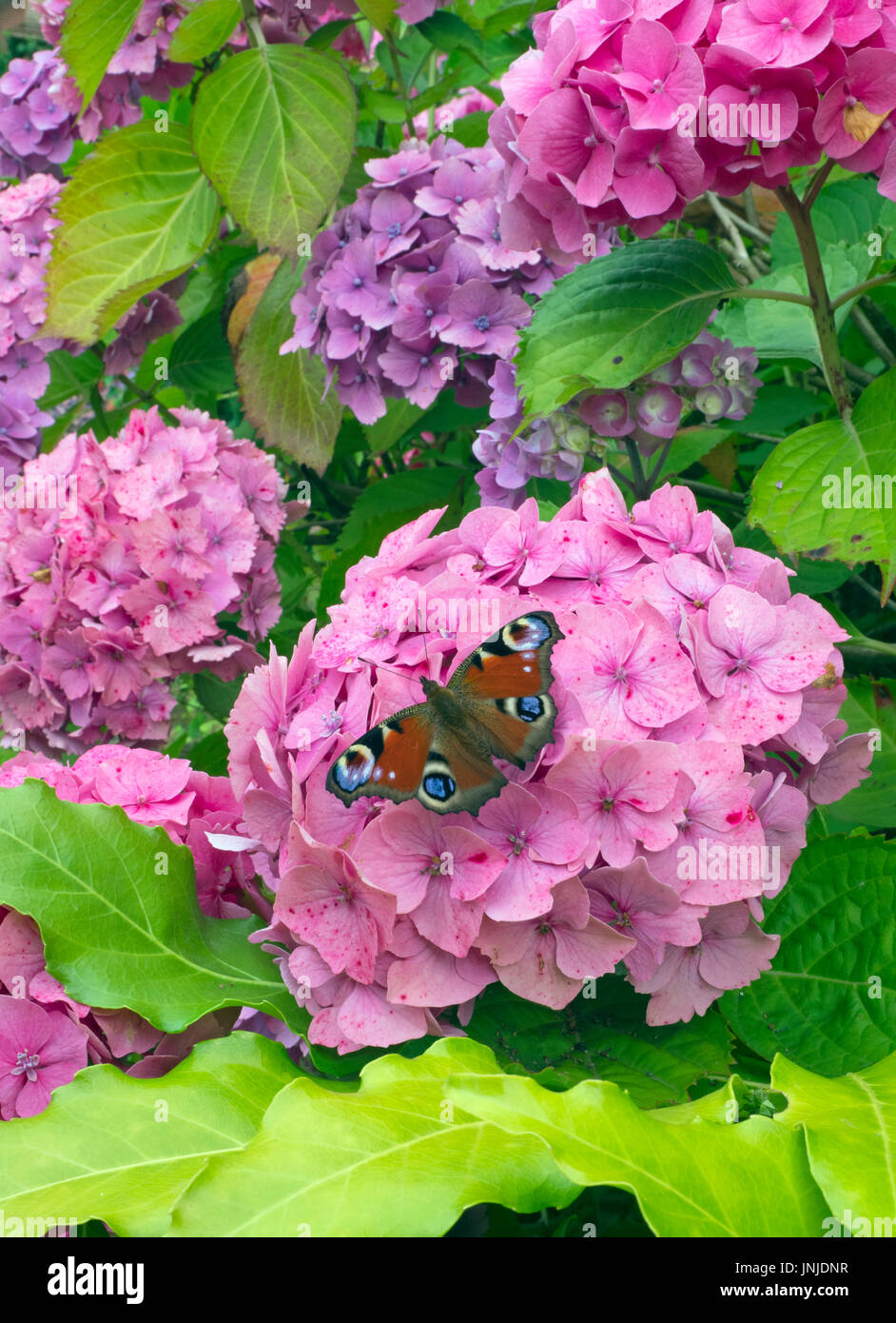 Peacock Butterflies Inachis io resting on pink hydrangeas Stock Photo