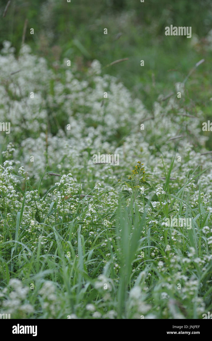 Field fog grass hi-res stock photography and images - Alamy