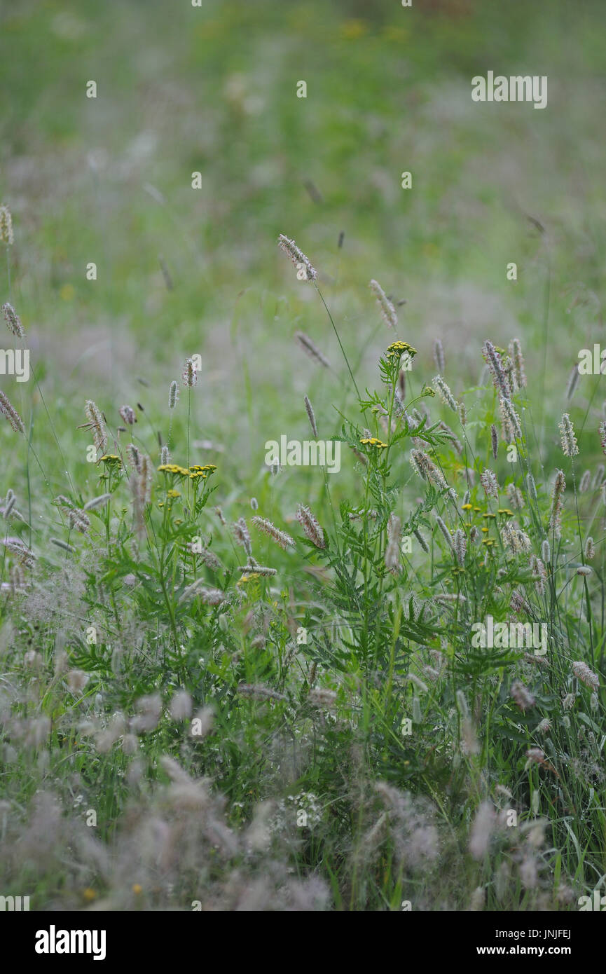 Field fog grass hi-res stock photography and images - Alamy