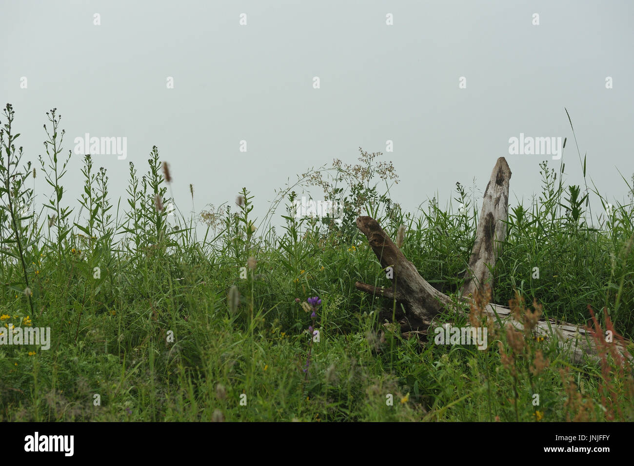Field fog grass hi-res stock photography and images - Alamy