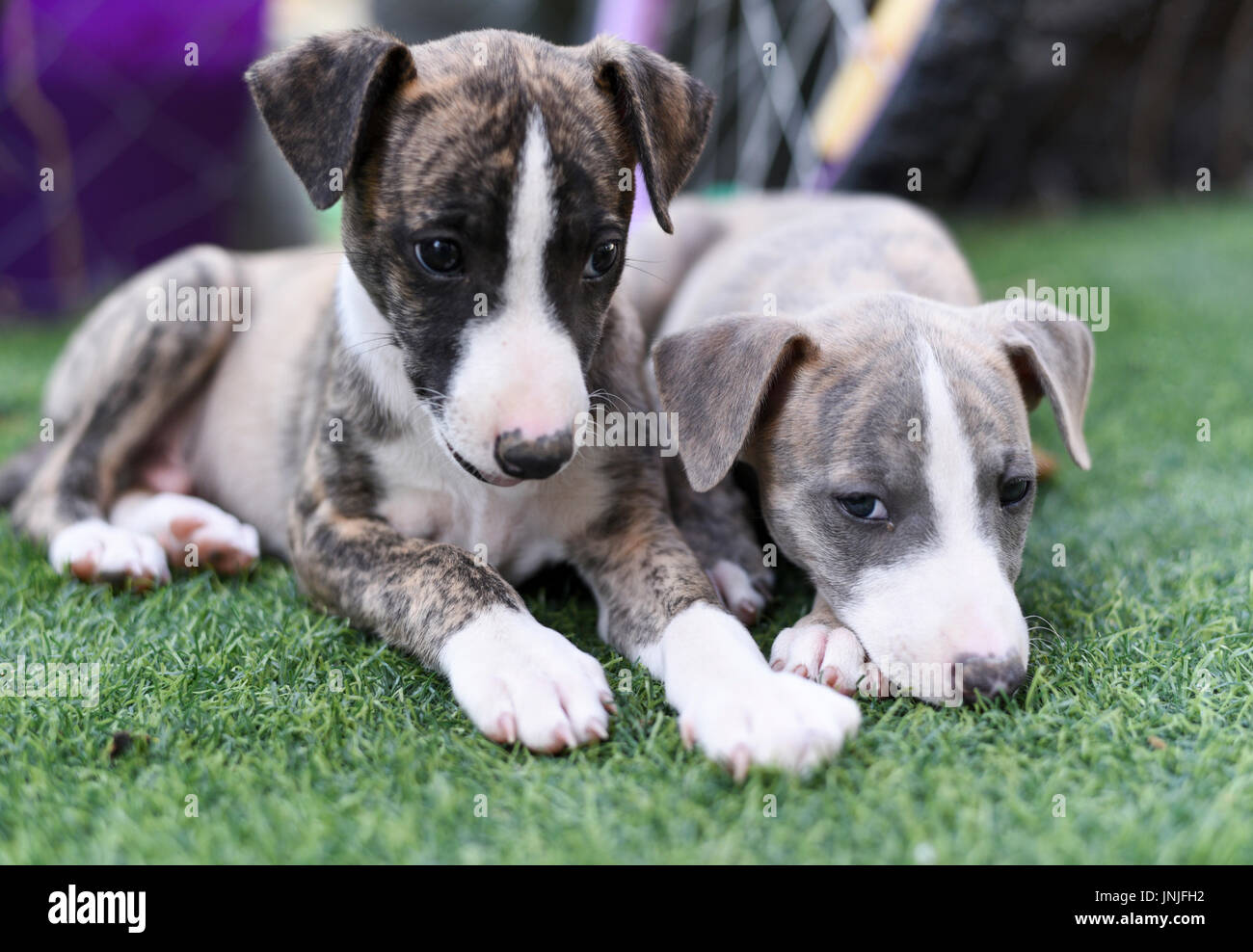 two pedigree Whippet Puppies on the grass Stock Photo Alamy