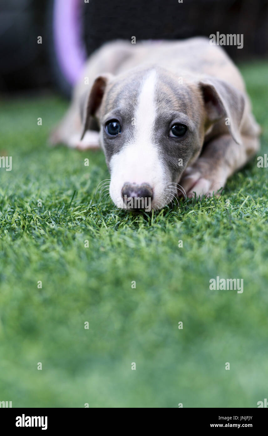 pedigree whippets for sale