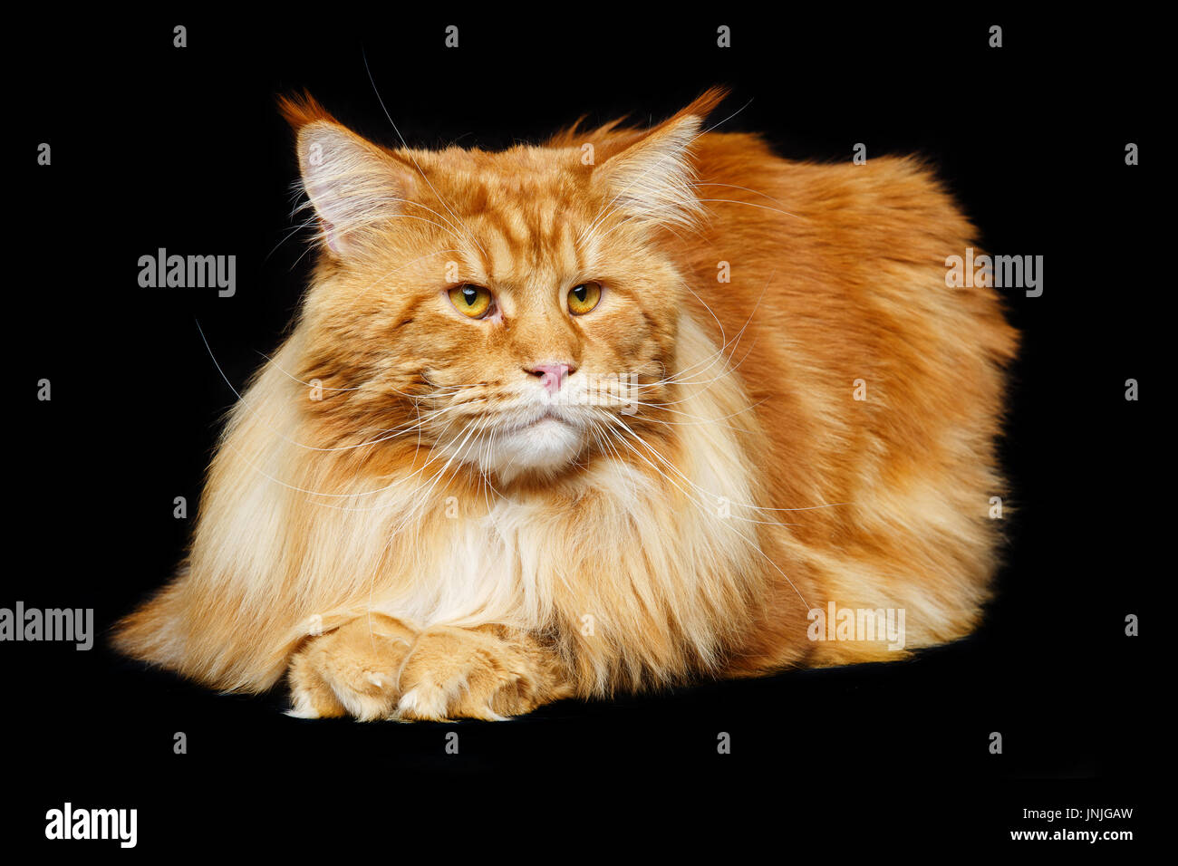 Beautiful Maine Coon Cat Stock Photo 150998705 Alamy