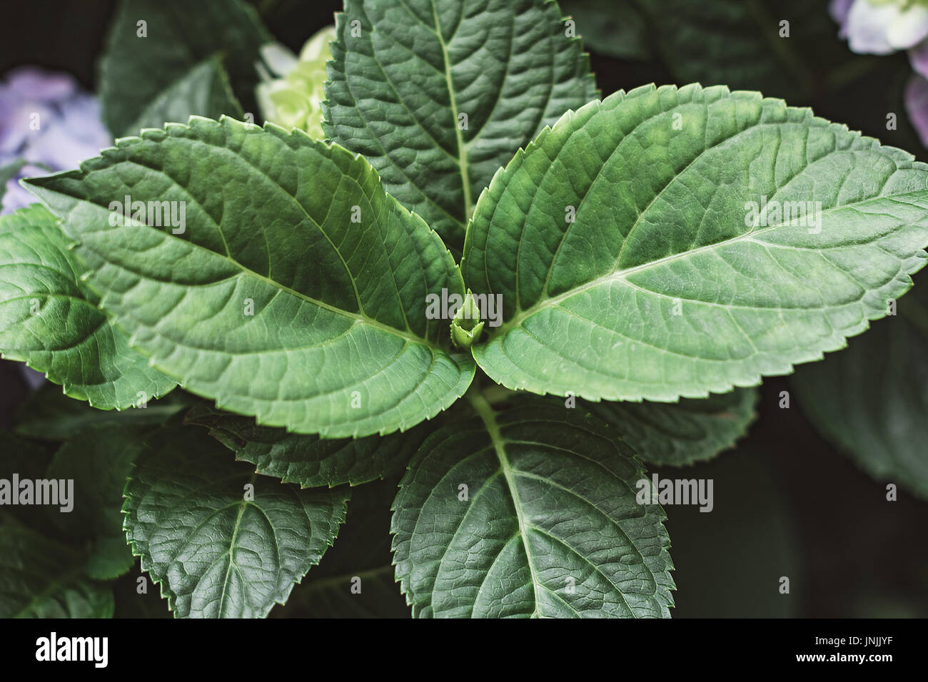 Green leaves on hydragenea flower bush. Closeup view Stock Photo