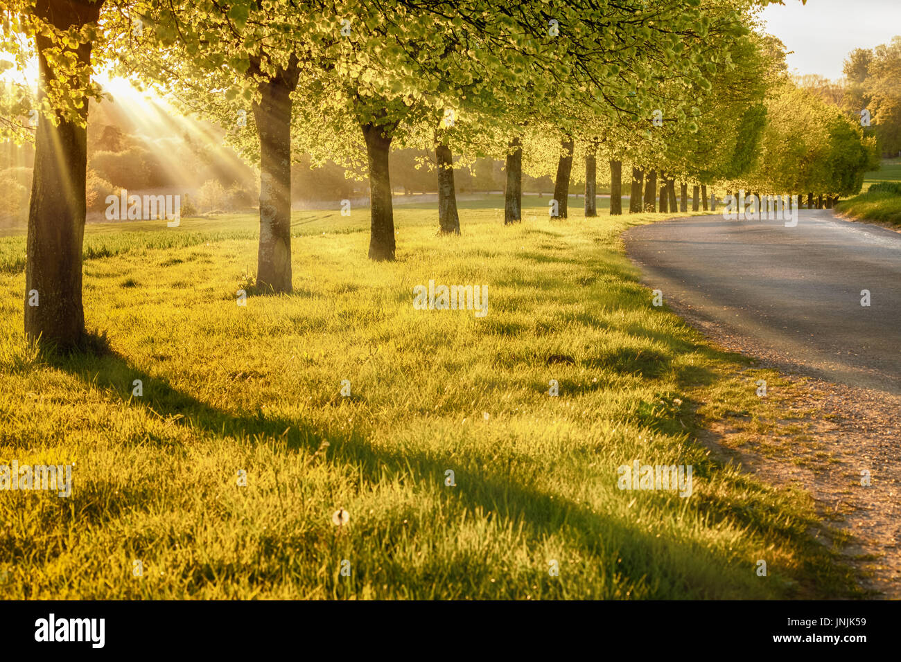 Beautiful sunset through a row of spring trees, next to a quiet rural road in Norfolk England Stock Photo