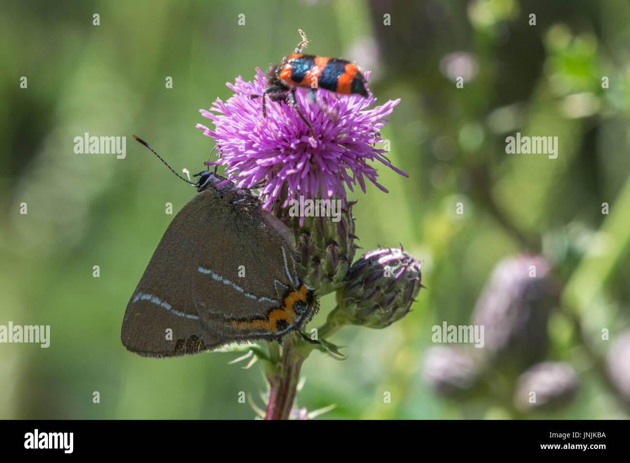 Close-up of white-letter hairstreak butterfly (Satyrium w-album) collecting nectar from thistles Stock Photo