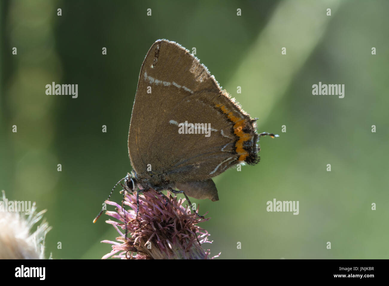 Close-up of white-letter hairstreak butterfly (Satyrium w-album) collecting nectar from thistles Stock Photo