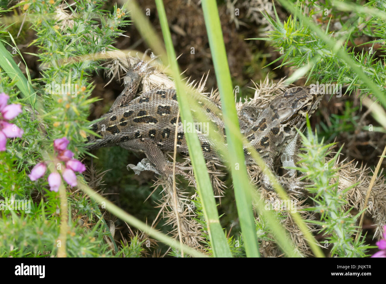 Female sand lizard (Lacerta agilis) sloughing her skin in heathland in