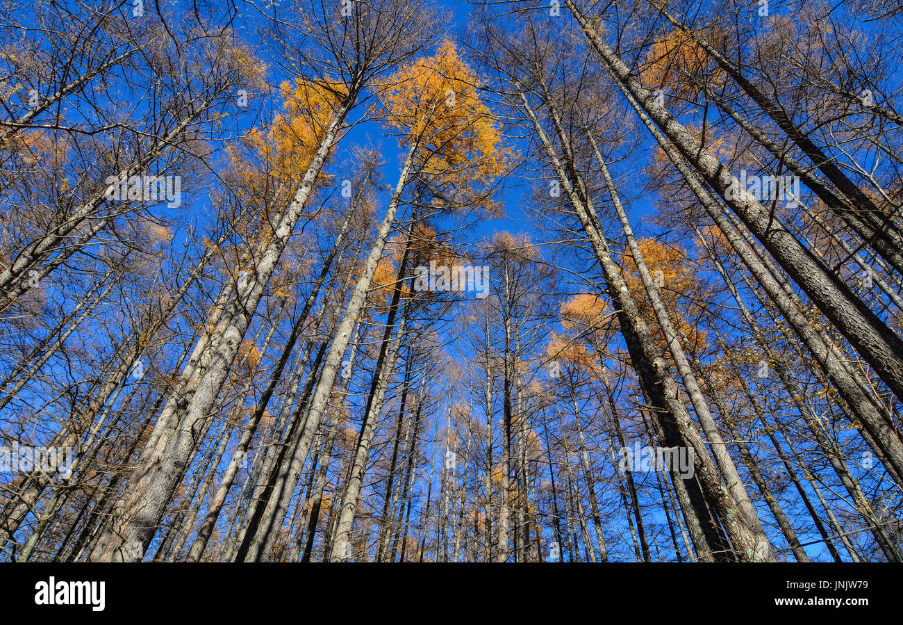 Autumn pine trees at forest under blue sky in sunny day Stock Photo - Alamy