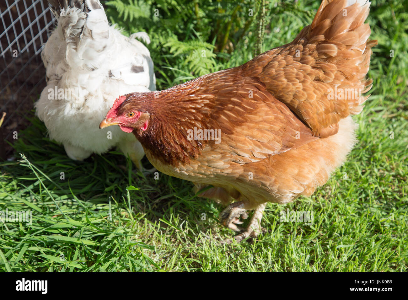 Chickens in the garden Stock Photo Alamy