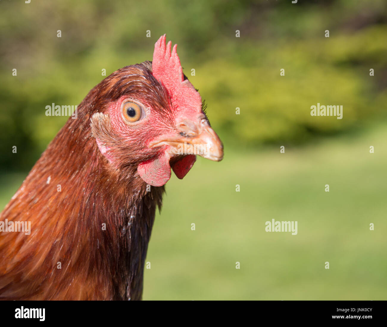 Chickens in the garden Stock Photo Alamy